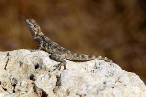 The lizard sits on a stone in a city park by the sea. photo