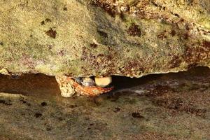 textura de rocas y piedras en un parque de la ciudad en israel. foto