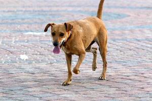 Nahariya Israel October 14, 2019. Dog on a walk in a city guy by the sea. photo