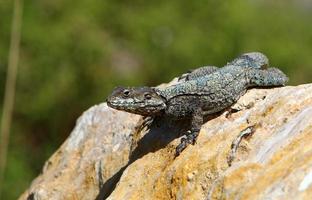 The lizard sits on a stone in a city park by the sea. photo