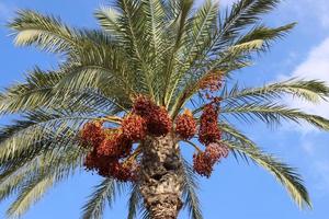 Rich harvest of dates on palm trees in the city park. photo