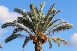 Rich harvest of dates on palm trees in the city park. photo