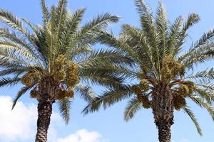 Rich harvest of dates on palm trees in the city park. photo