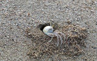 Sand crab on the shores of the Mediterranean Sea. photo