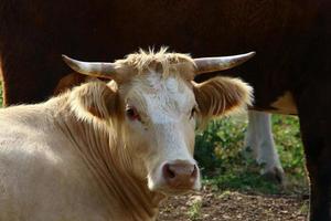 nahariya israel 17 de abril de 2020. un rebaño de vacas está pastando en un claro del bosque. foto