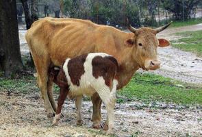 Nahariya Israel April 17, 2020. A herd of cows is grazing in a forest clearing. photo