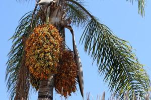 Rich harvest of dates on palm trees in the city park. photo