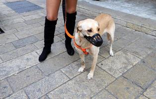 Nahariya Israel October 14, 2019. Dog on a walk in a city guy by the sea. photo