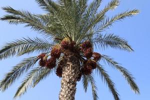 Rich harvest of dates on palm trees in the city park. photo