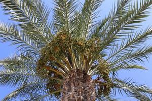 Rich harvest of dates on palm trees in the city park. photo