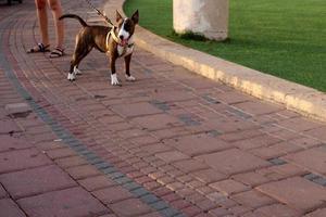 Nahariya Israel October 14, 2019. Dog on a walk in a city guy by the sea. photo