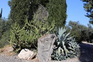 The cactus is large and prickly grown in the city park. photo