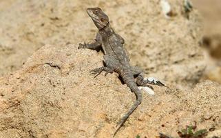 The lizard sits on a stone in a city park by the sea. photo