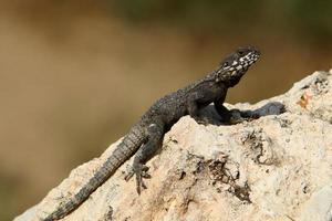 el lagarto se sienta en una piedra en un parque de la ciudad junto al mar. foto