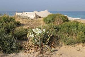 Tourist tent on the Mediterranean coast. photo