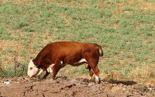 Nahariya Israel April 17, 2020. A herd of cows is grazing in a forest clearing. photo