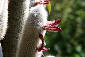 el cactus es grande y espinoso y crece en el parque de la ciudad. foto