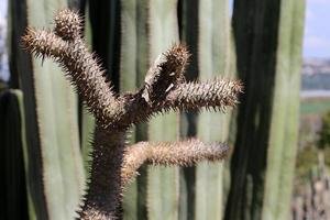 The cactus is large and prickly grown in the city park. photo