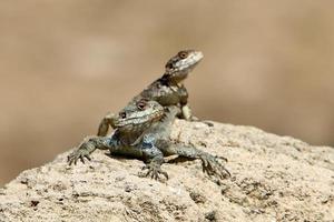 The lizard sits on a stone in a city park by the sea. photo