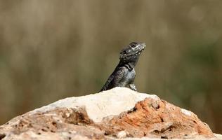 el lagarto se sienta en una piedra en un parque de la ciudad junto al mar. foto