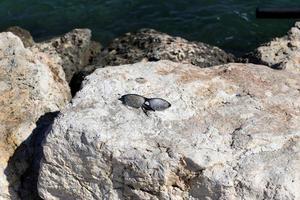 Old glasses are lying in the city park on the seashore. photo