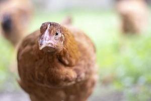 One little red chicken in the yard is looking for food to eat. Agricultural industry. Breeding chickens. Close-up of a red chicken in nature. Domestic birds on a free range farm. walking in the yard. photo