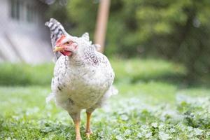 Chickens on the farm, poultry concept. White loose chicken outdoors. Funny bird on a bio farm. Domestic birds on a free range farm. Breeding chickens. Walk in the yard. Agricultural industry. photo
