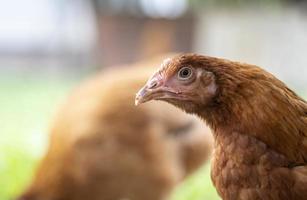 One little red chicken in the yard is looking for food to eat. Agricultural industry. Breeding chickens. Close-up of a red chicken in nature. Domestic birds on a free range farm. walking in the yard. photo