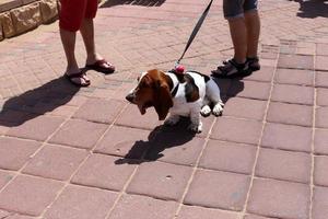 nahariya israel 14 de octubre de 2019. perro paseando en un chico de la ciudad junto al mar. foto