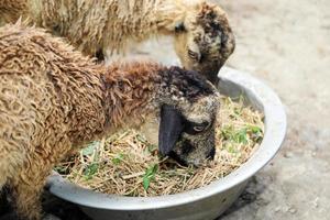 Sheep eating straw and green leaves mixed in a bowl as an organic feed formula for sheep fattening. Two sheeps enjoy homemade feeding in rural small farm. photo