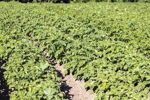 campo verde de patatas en una fila. plantaciones de papa, solanum tuberosum. cosecha plantada en un campo agrícola. paisaje agrícola de verano. el campo está iluminado por los rayos del sol. foto