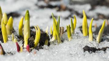 bloemen groeien in het vroege voorjaar video