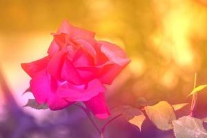 Floral background with red rose in yellow light photo