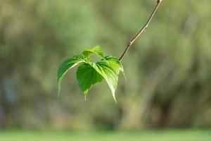 hoja de árbol verde en una rama sobre un fondo foto