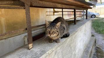 Portrait of a street tabby cat in the yard of the house photo