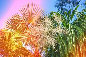 Natural background with pink clouds and palm trees photo