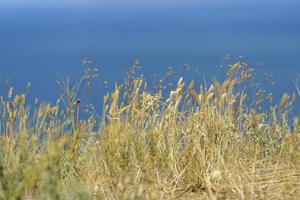 Natural background with close-up of dry grass photo