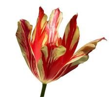 Cabeza de flor de tulipán rojo aislado sobre fondo blanco. foto