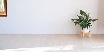 planta verde puesta en el suelo de madera en una habitación mínima. foto