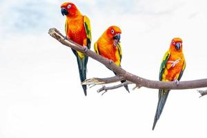 Conures perched on a branch photo