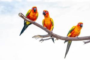 Conures perched on a branch photo