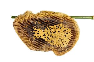 Honeycomb isolated on a white background. photo