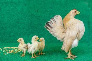 gallinas y pollitos foto