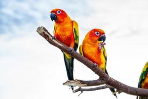 Conures perched on a branch photo