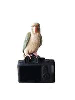 Green-cheeked parakeet standing on camera isolated on a white background. photo