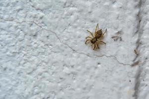 Spider on wall photo