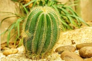 Cactus on sandy soil photo