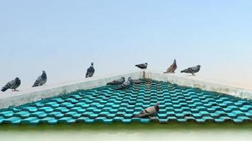 Pigeon on roof tiles photo