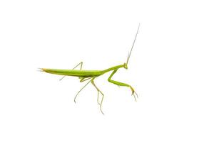 The hierodula patellifera isolated on a white background. photo