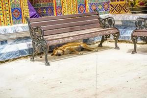 The dog was sleeping under a chair in the temple. photo